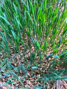 grass, oat fodder, oat sprouts, greens for animals, fodder for animals, fodder for pastured chickens