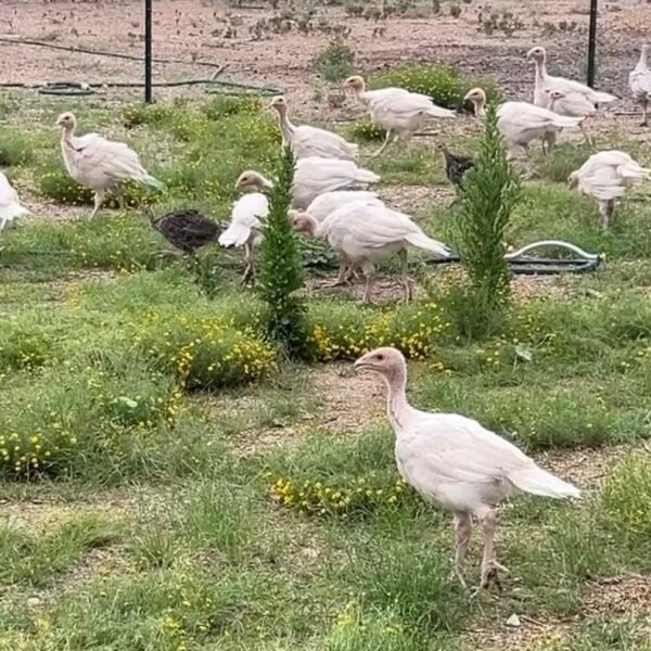 Pastured Turkey in Vail, Arizona