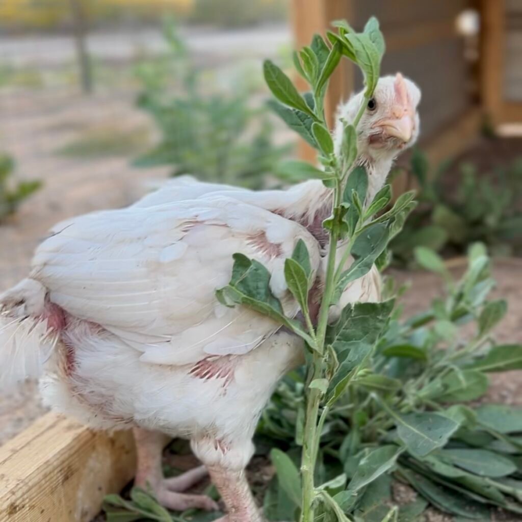 regenerative farm, pastured chicken