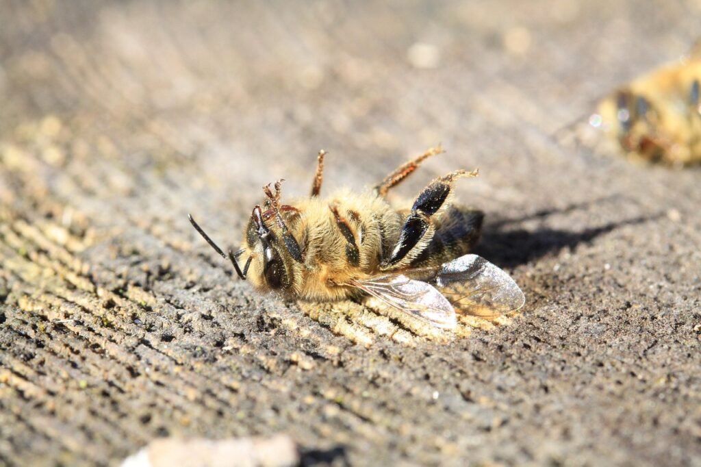 bee, dead, pesticide, varoa, global warming, forage, insects, pollinator, garden, nature, macro, honey, honeybee, essain, swarm of bees, still life, pollution, ecology, pesticide, pesticide, pesticide, pesticide, global warming, global warming, global warming, global warming, global warming, pollution, pollution