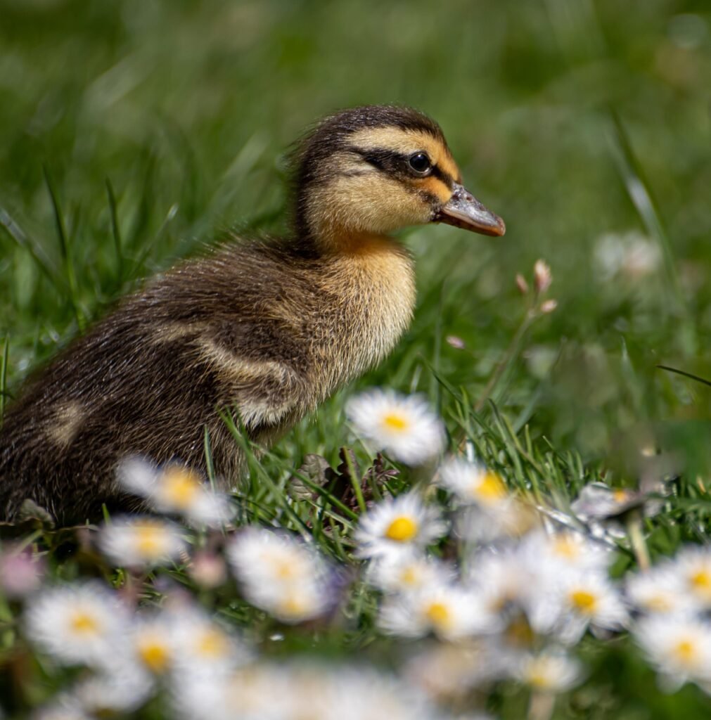 duckling, chick, bird, running ducklings, duck, baby duck, meadow, nature, natural meadow, garden